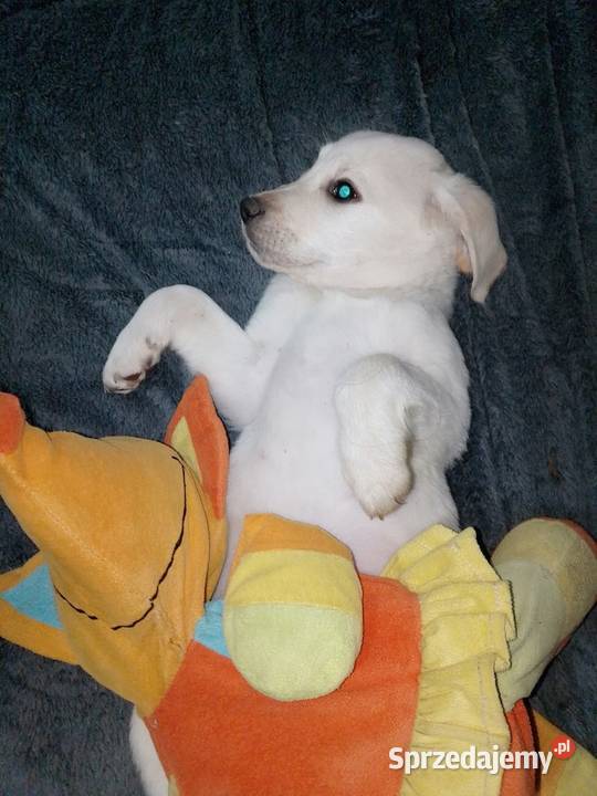 Labrador szczeniaki Zwierzęta świętokrzyskie