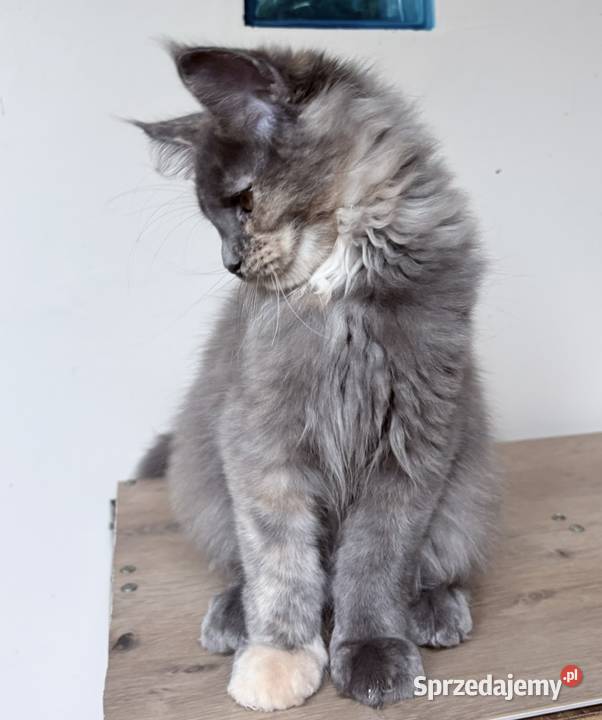 Maine Coon piękne kocięta Linia Shaded dolnośląskie sprzedam