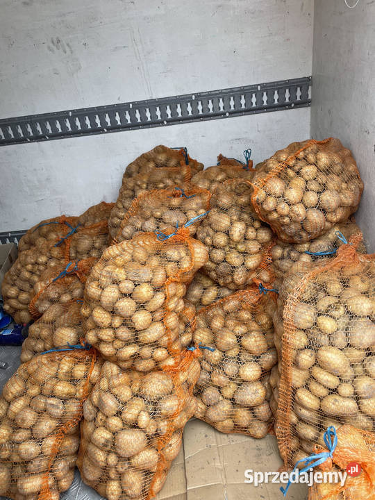 ziemniaki LORD Las Lesznowolski
