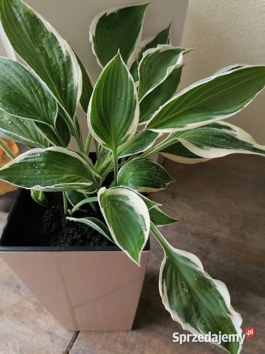 Hosta Funkia młode sadzonki Niedrzwica Duża