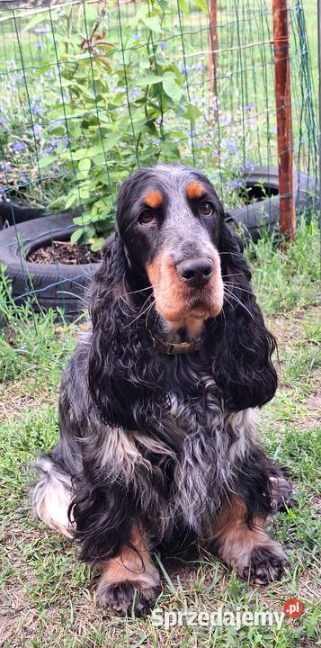 Cocker spaniel angielski Kowal