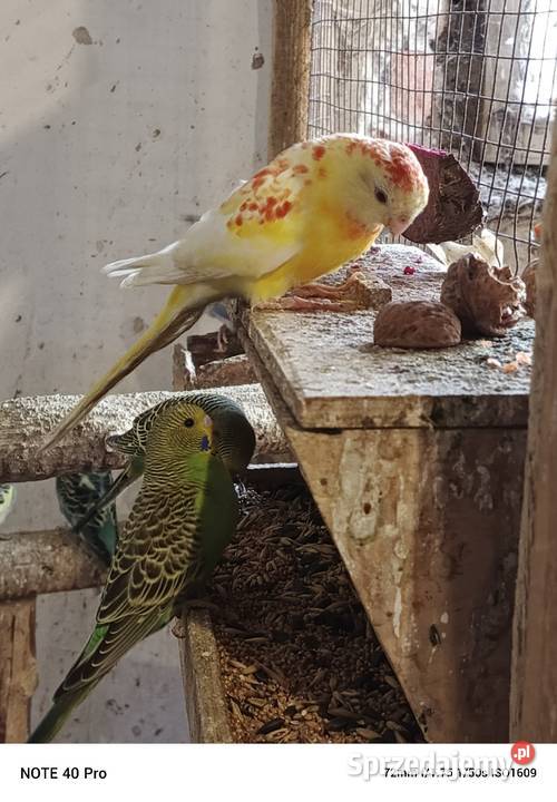 Sprzedam papugi faliste Gorzkowice