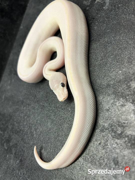 Super mojave Bel Pisz