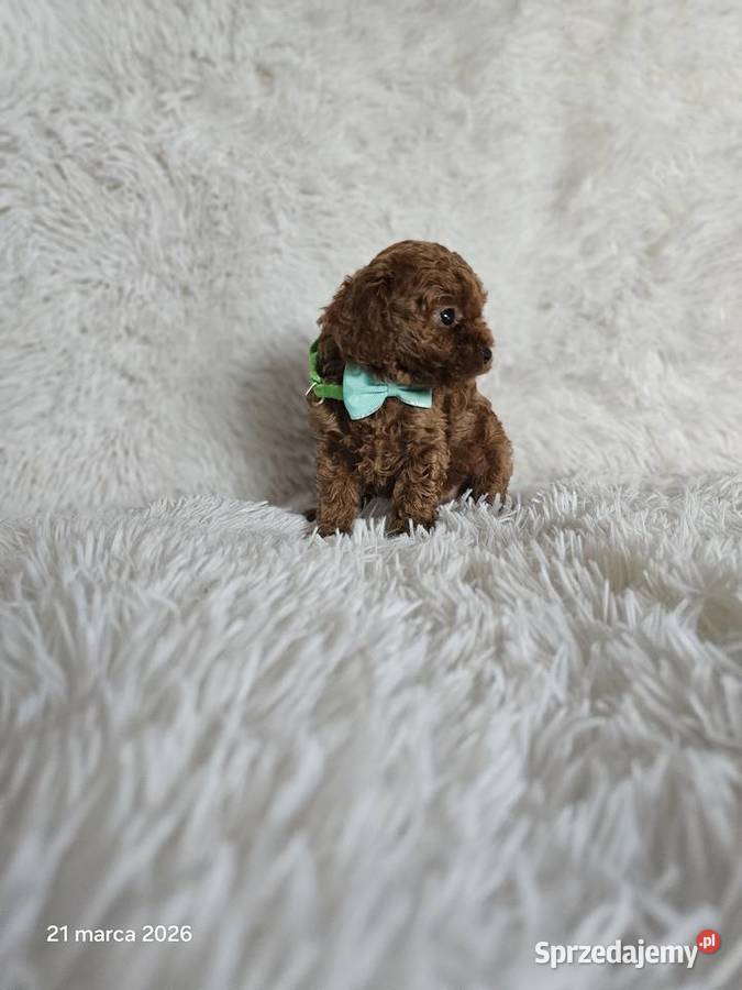 Pudel toy Genetyka mazowieckie Wyszków