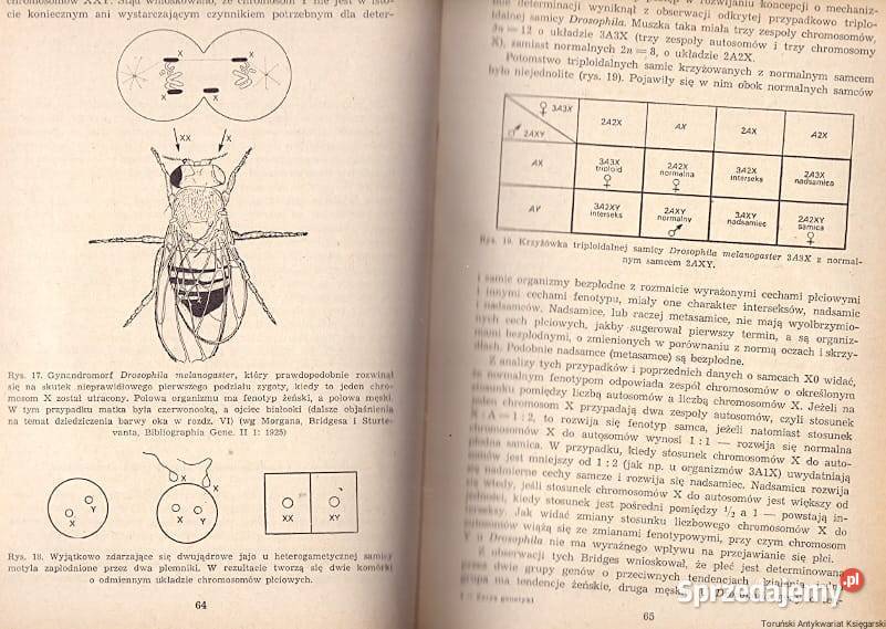 Zarys Genetyki Rodkiewicz zachodniopomorskie Goleniów