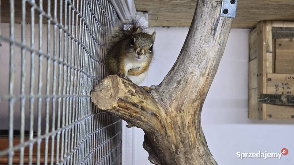 Wiewiórka HUDSONA samiec 2025r Sierakówko sprzedam