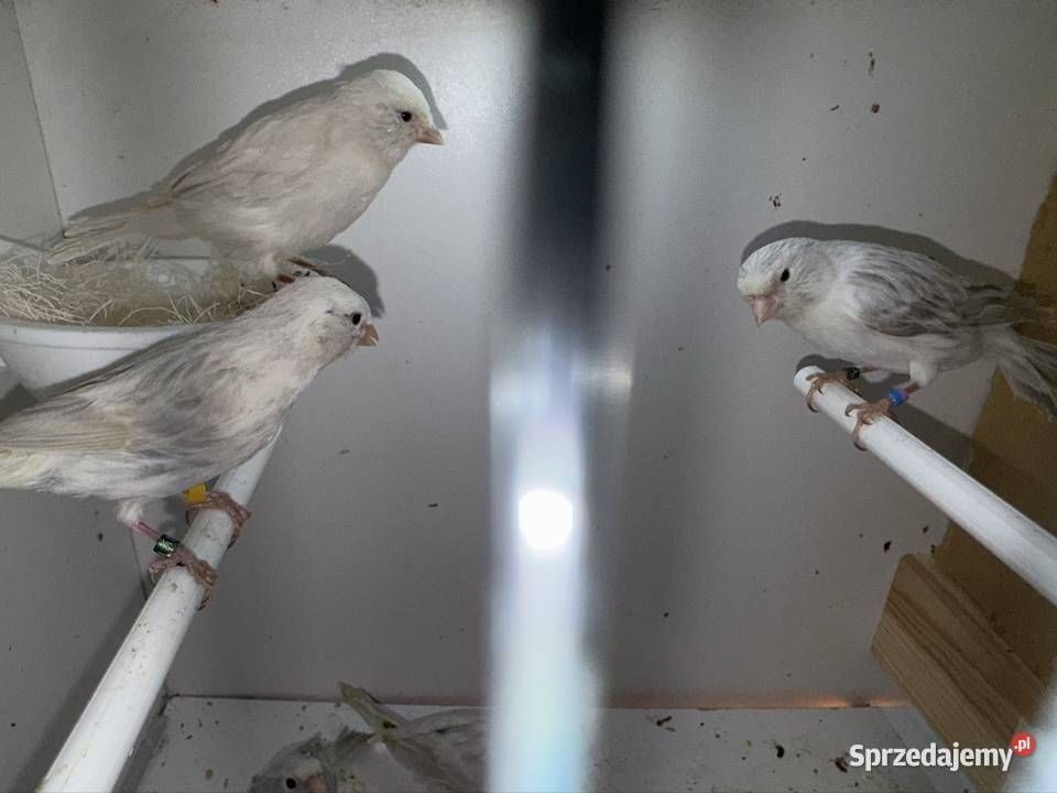 Kanarki białosrebne Kraków