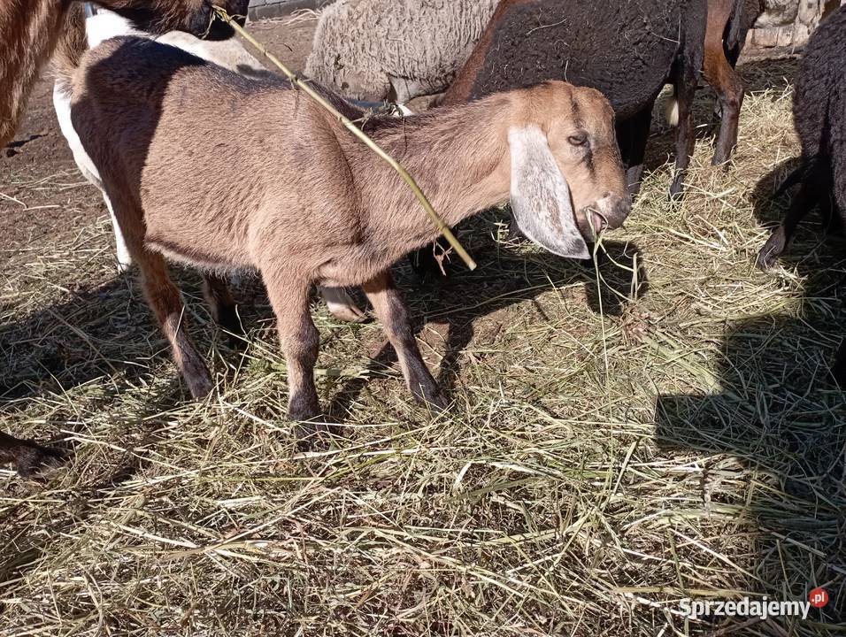 Koziołek Anglonubijski genetycznie bezbożny
