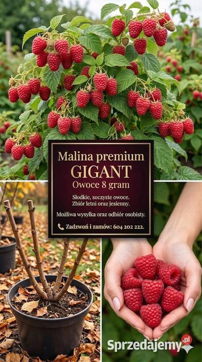 Malina Gigant Owoce o wadze 8 gram Parczew