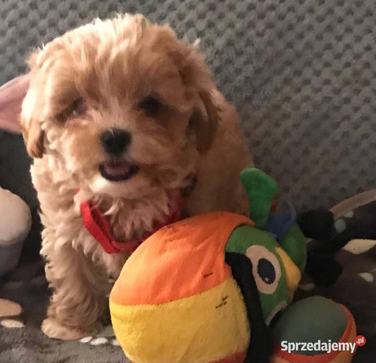 Maltipoo szczeniaczki malutkie pudel Pozostałe Wrocław