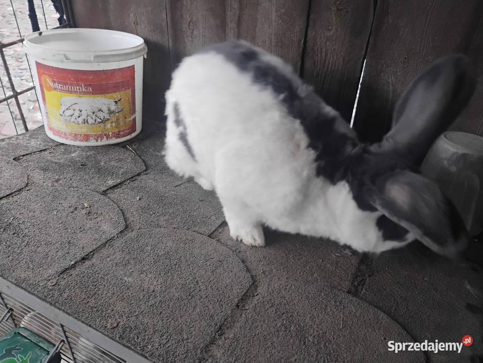 Samiec srokacza Goniczki