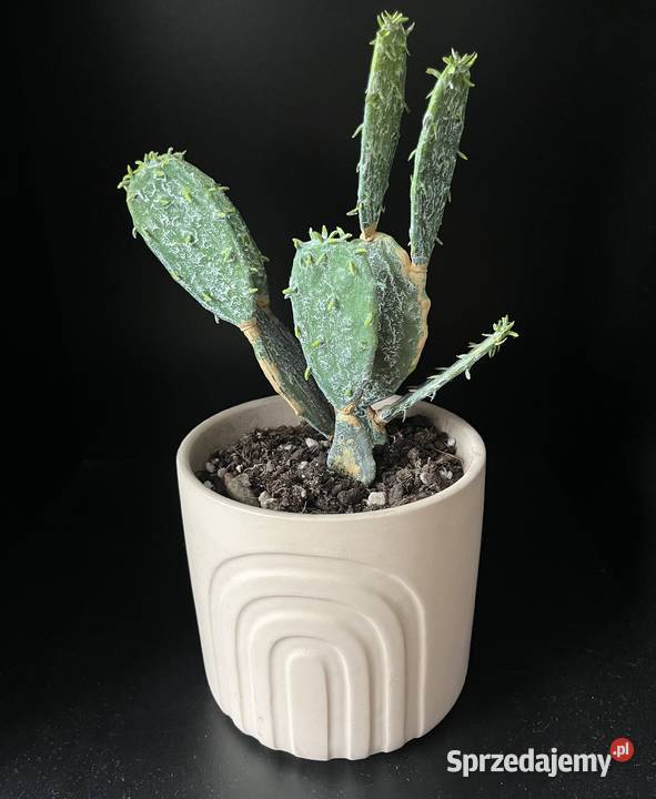 Sztuczny kaktus w doniczce roślina opuncja Sztuczne kwiaty i owoce