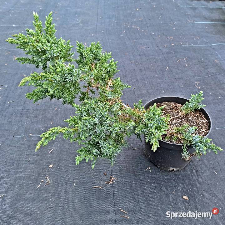 Jałowiec nadbrzeżny Blue Pacific w pojemnikach wielkopolskie Tuczępy