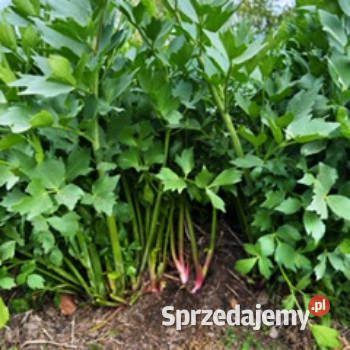 LUBCZYK liście 25 20 wiązka 5 pęczków łódzkie Będków