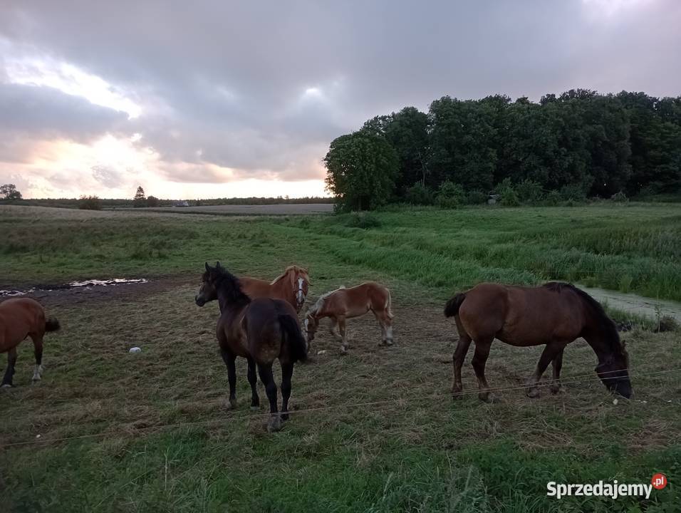 Konie ogierek odsadek klacze Jarnołtowo sprzedam