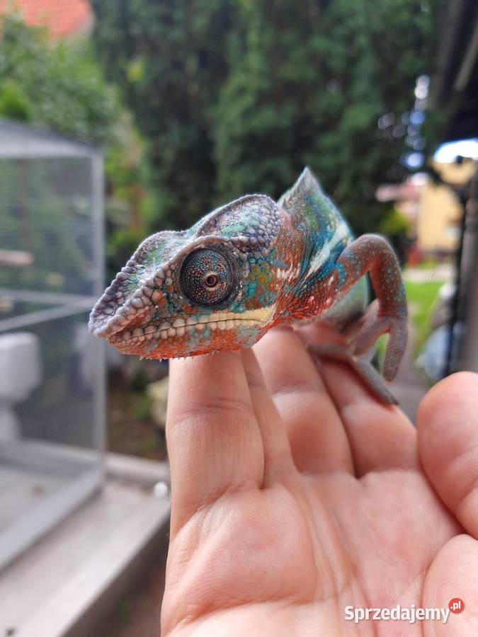 kameleon lamparci ambilobe red bar samiec Gady i płazy Włocławek