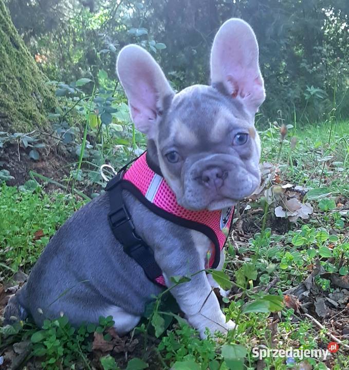 Buldog francuski liliowa suczka łódzkie sprzedam