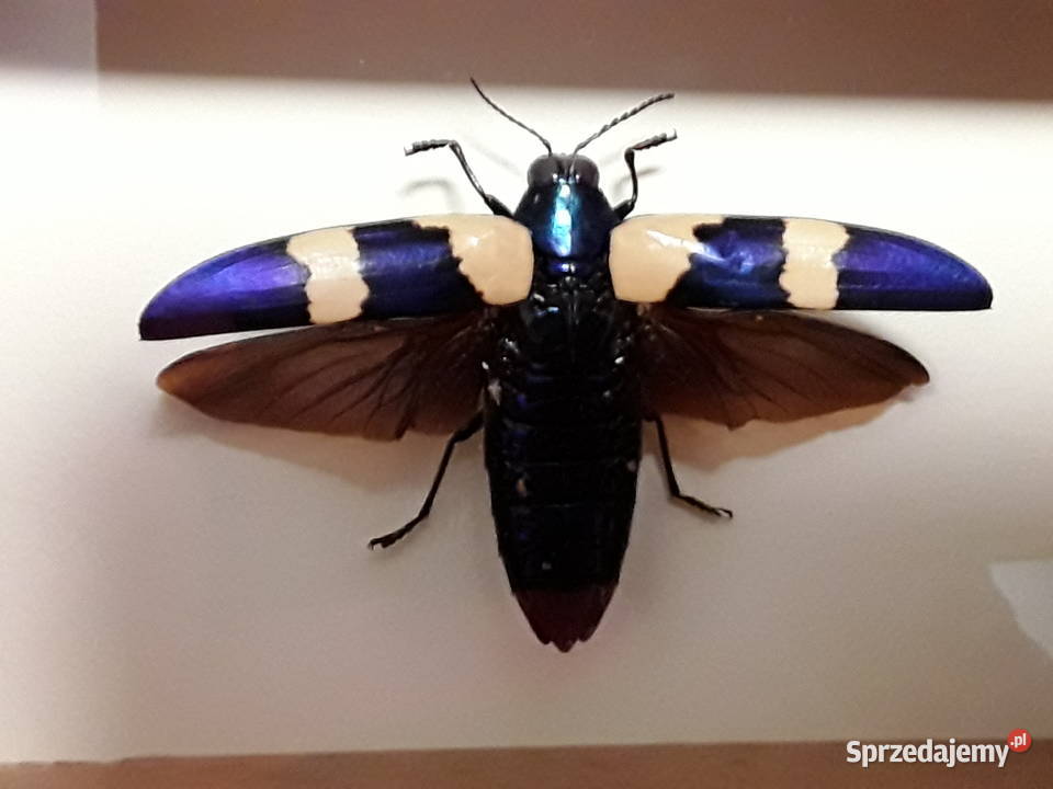 Chrząszcz w ramce 12 x 10 Chrysochroa Buqueti Szczecin