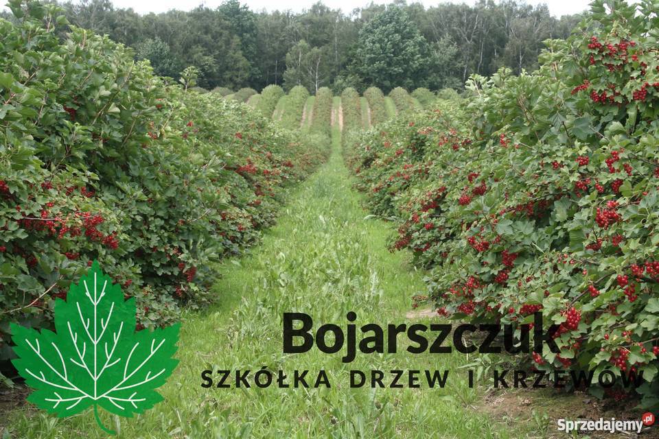 Sadzonki porzeczki czerwonej ROLAN DETVAN Jonker sprzedam