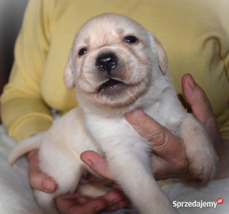 Zdrowe piękne mądre suczki Labtador ZKwPFCI