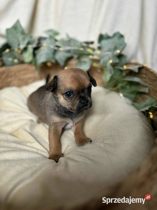 Suczka Chihuahua Brindle Zwierzęta Częstochowa