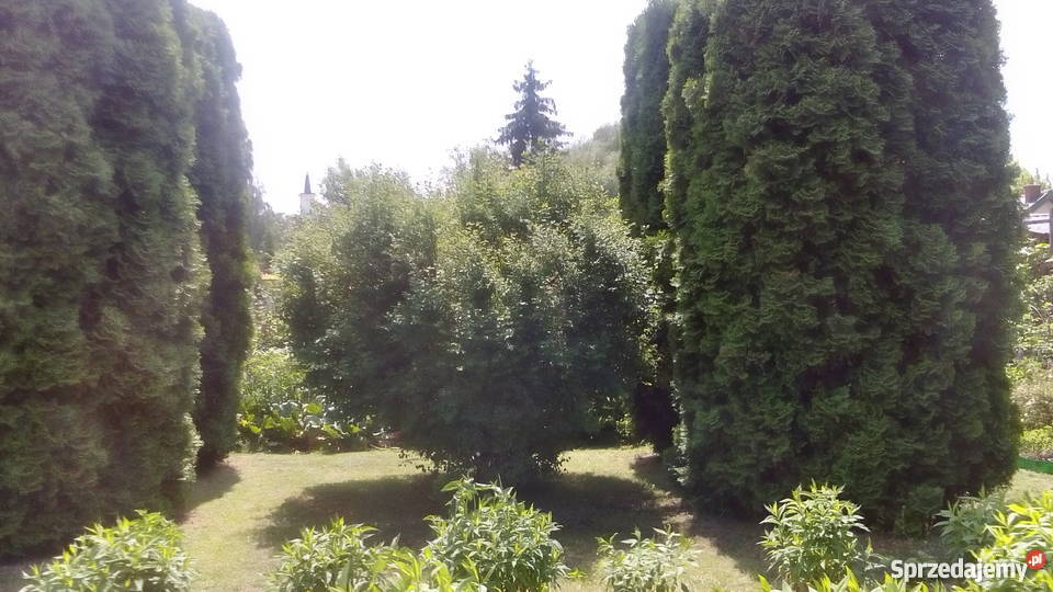 Działka rekreacyjna ROD Jarzynka w Pułtusku siatka Grunty i działki Pułtusk