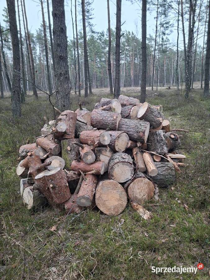 Drewno opałowe sosna łódzkie Bełchatów