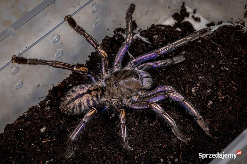 Rzadkie ptaszniki Kraków sprzedam