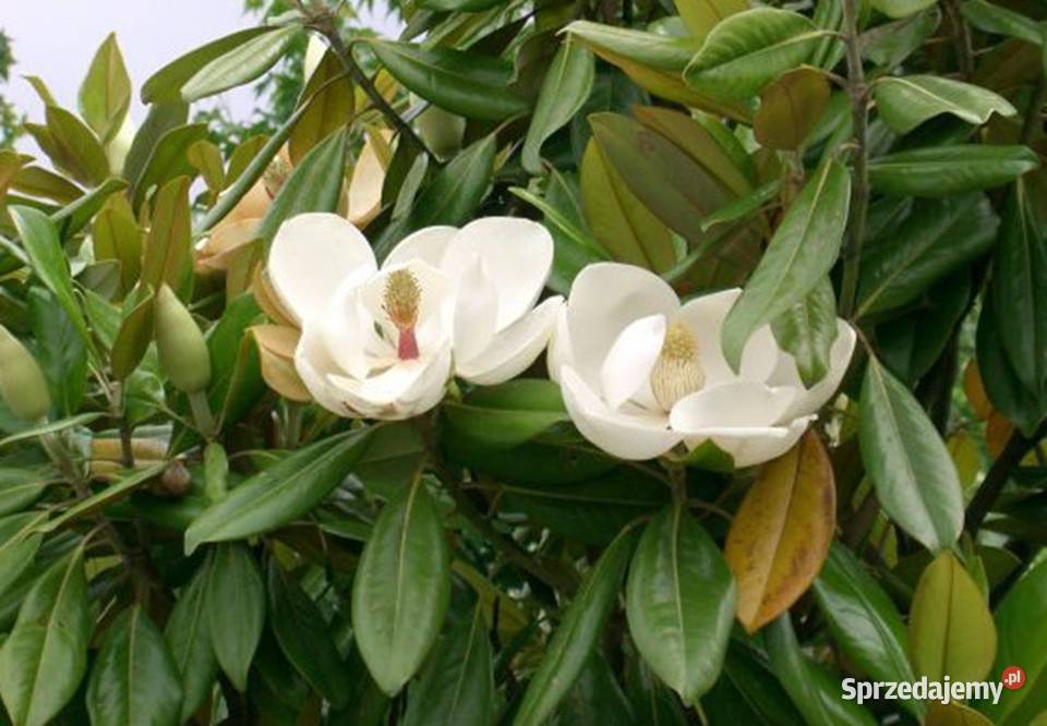 MAGNOLIA WIELKOKWIATOWA Magnolia grandiflora Nasiona Lubanie