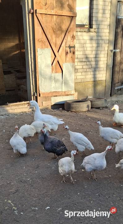 Perliczki samice i samiec Bielsk Podlaski sprzedam