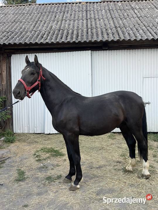 Ogier śląski Włoszczowa