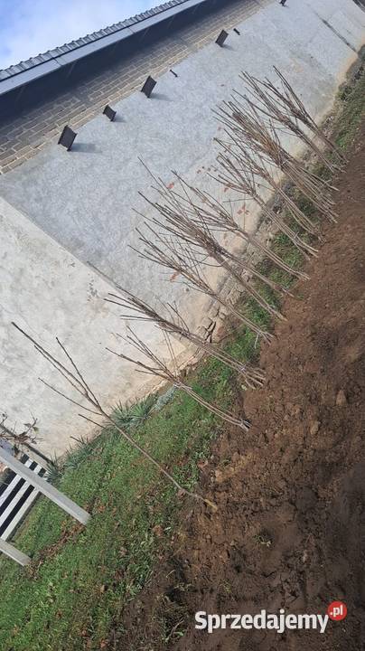 Drzewko Czereśnia Nowe Miasto nad Pilicą