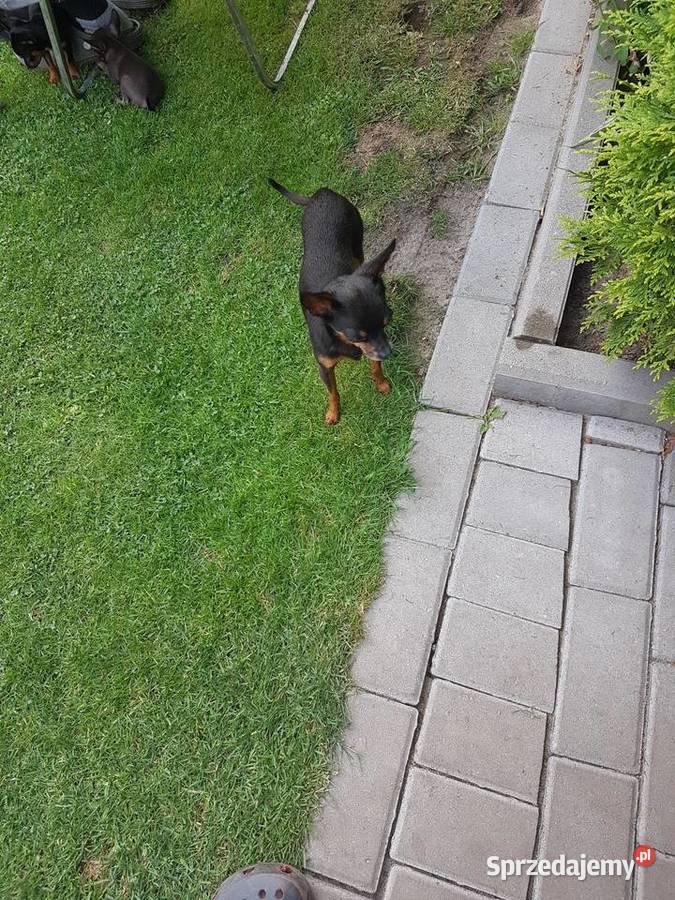 Ratler praski krysażyk