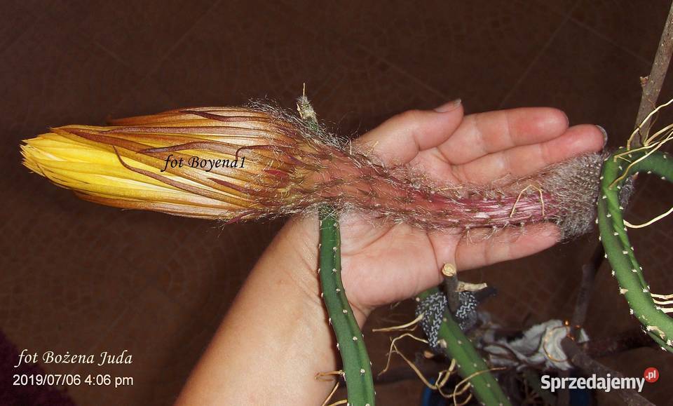 Królowa Jednej Nocy S Grandiflorus Epiphyllum małopolskie Skawina sprzedam