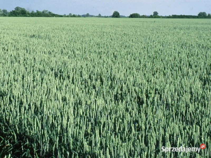 Pszenica jara kwalifikowana C1 LENNOX przewódka Brodnica