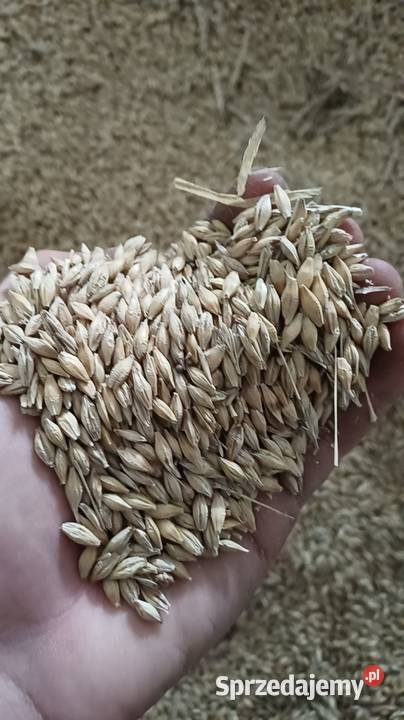 Jęczmień Zboża świętokrzyskie Prząsław Mały sprzedam