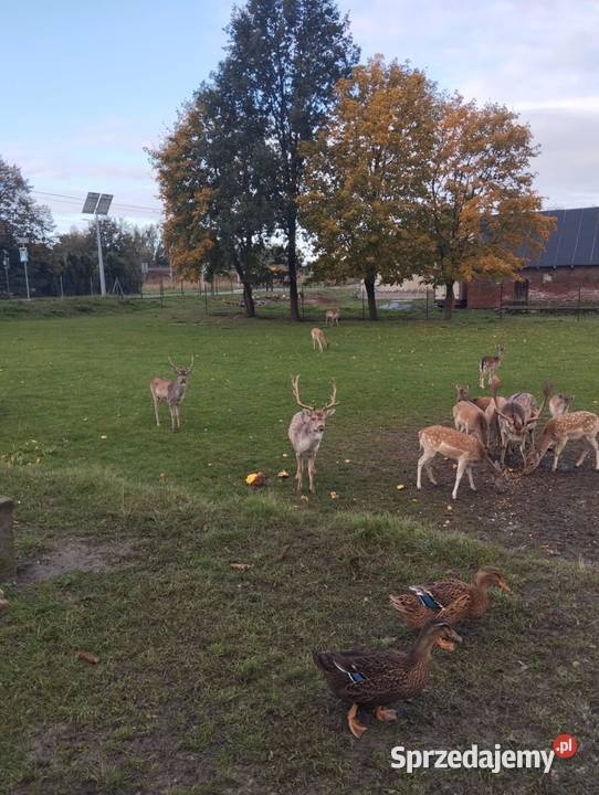 Sprzedam daniele Płużnica sprzedam