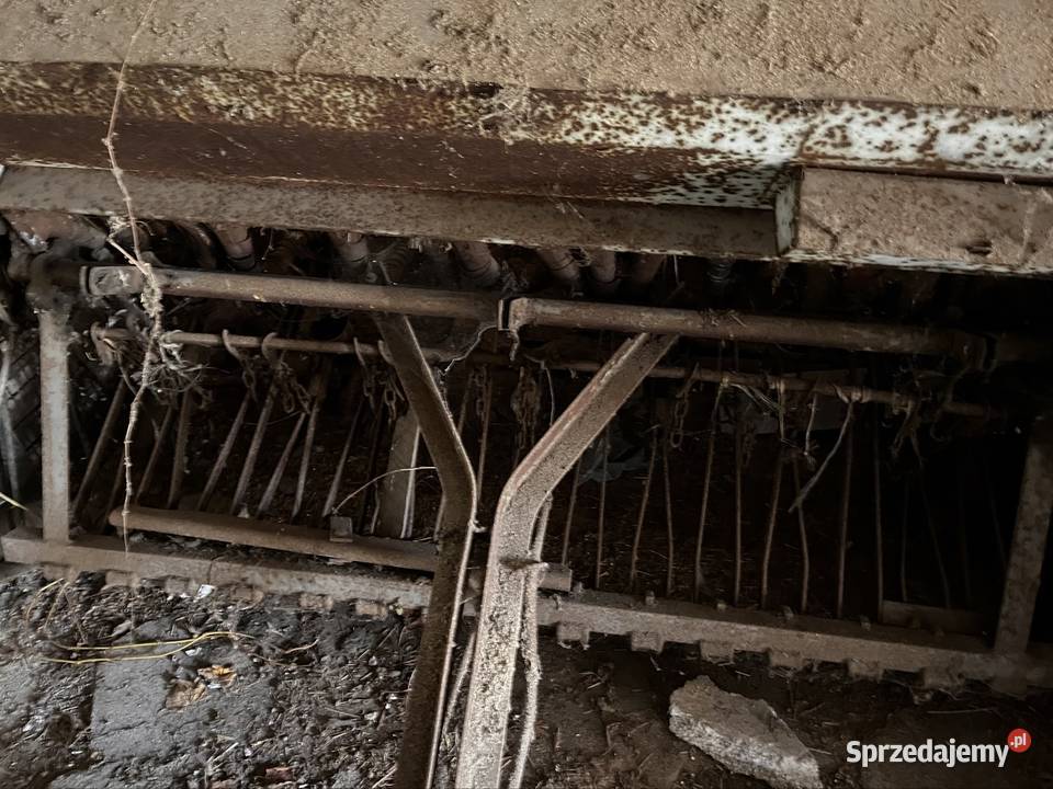 Siewnik konny Otolice