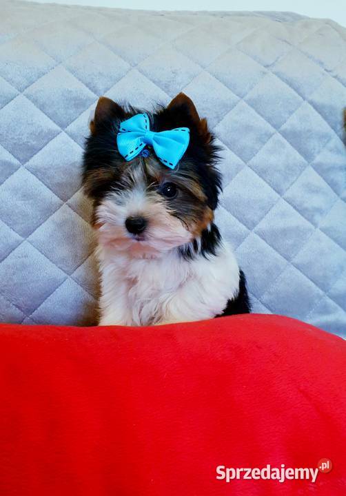 Śliczny maleńki MINI mini piesek Biewer York śląskie Orzesze