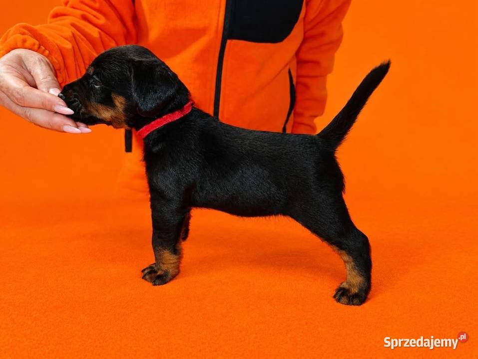 Terrier Niemiecki ZKwP Psy Sieradz