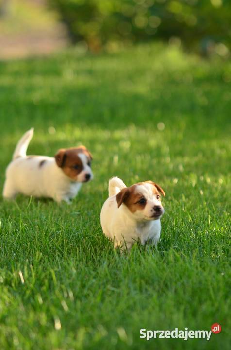 Przepiękna suczka rasy Jack Russell Terrier kujawsko-pomorskie Radziejów
