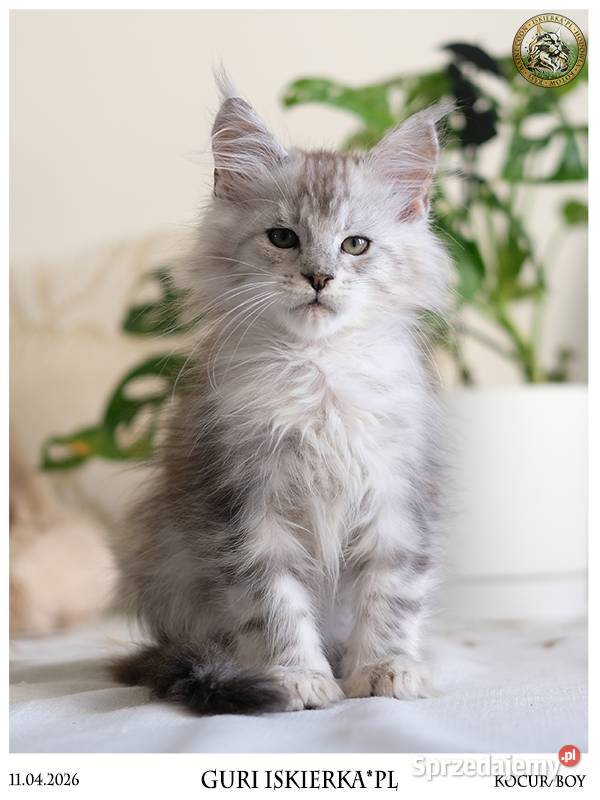 Guri uroczy jegomość kocurek maine coon