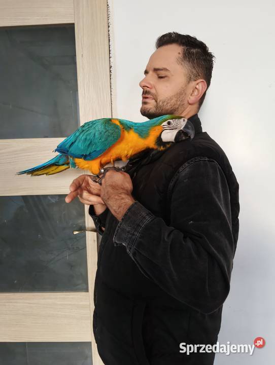 Sprzedam Aleksandretty świergotki i inne ptaki wielkopolskie Kalisz