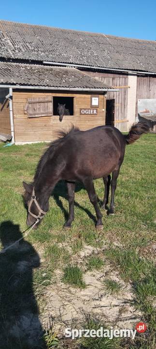 Sprzedam źrebice huculska pełne pochodzenie