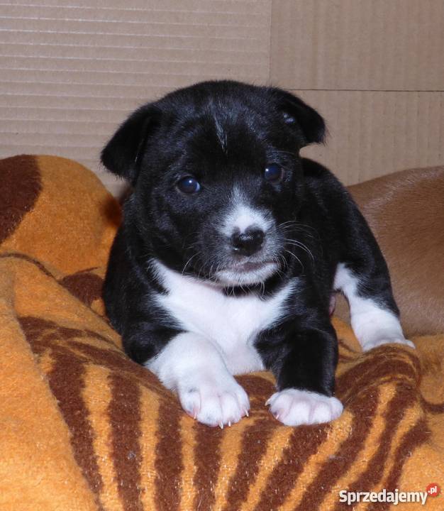 Basenji czarno biały piesek Tropik Z Gremlinkowa Zwierzęta Pabianice