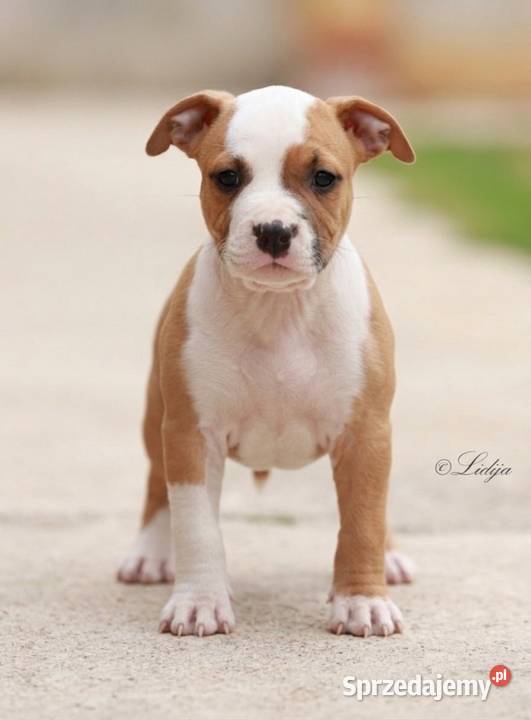American Staffordshire Terrier szczenięta małopolskie Wapienne