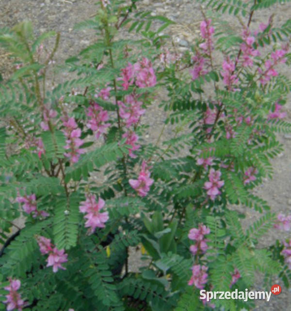 INDYGOWIEC Indigofera amblyantha NASIONA 500 Lubanie