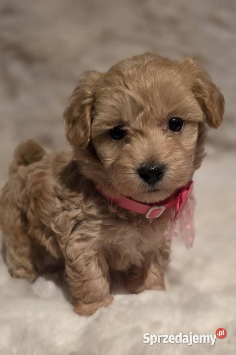 Maltipoo suczka Zawiercie