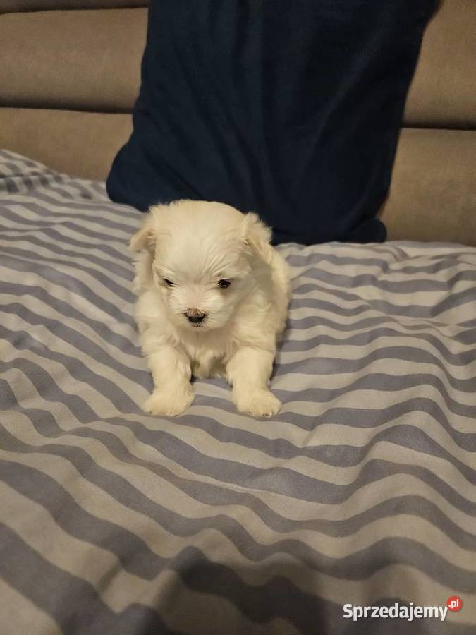 Suczka samiec rasy maltańczyk ur 25112025 gotowe Bielsko-Biała