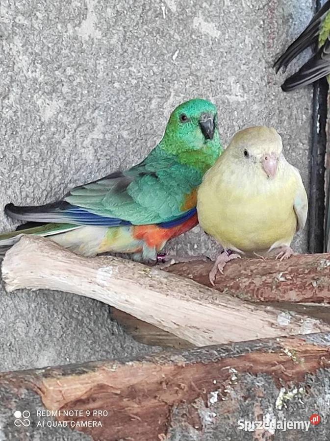 Sprzedam Aleksandretty świergotki i inne ptaki